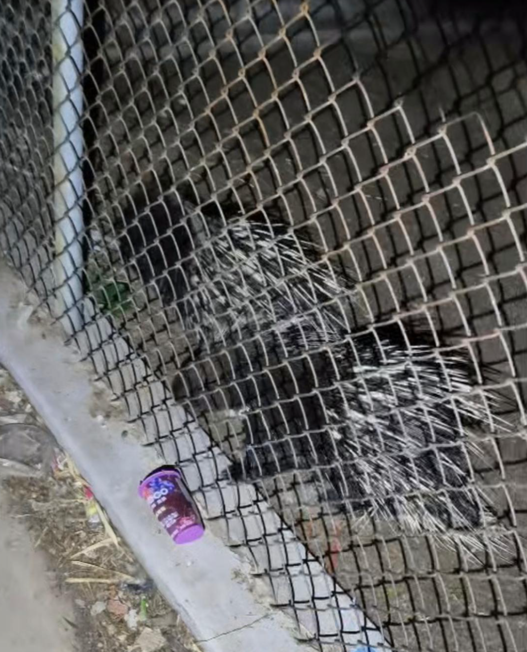 笼舍中的豪猪 视频截图