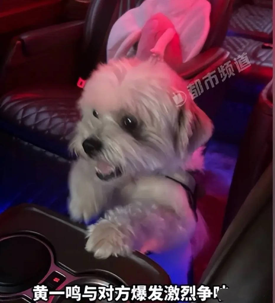 百万网红虐狗真相曝光!前男友扒出王思聪不认女有理